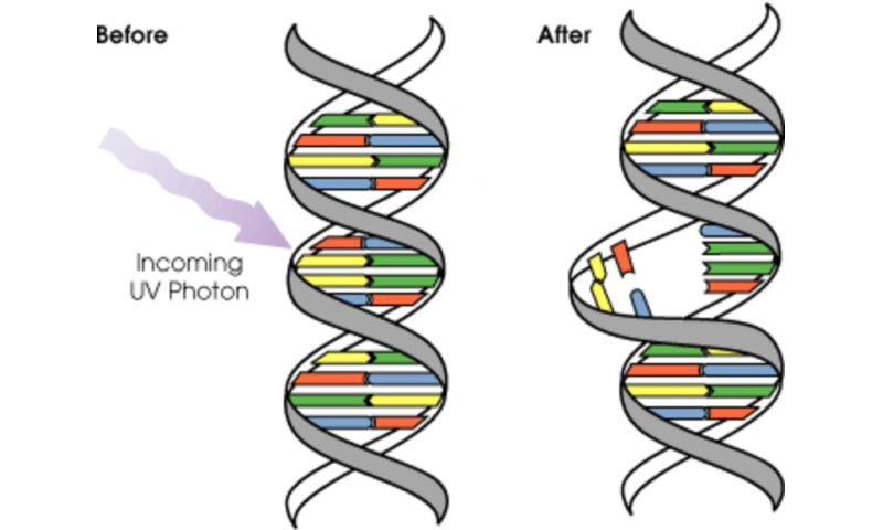 化学诺贝尔DNA研究为对抗癌症的新方法奠定了基础