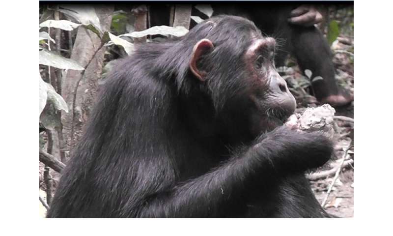 percentage of thv in chimpanzee diet