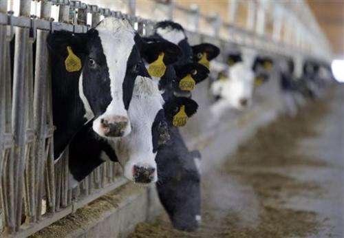 Dairy Farms Asked To Consider Breeding No Horn Cows 3013