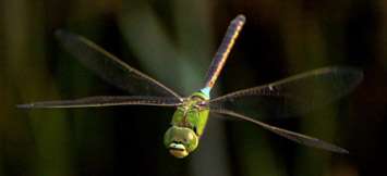 Dragonflies Use Different Light Sensors Depending on the Light Environment