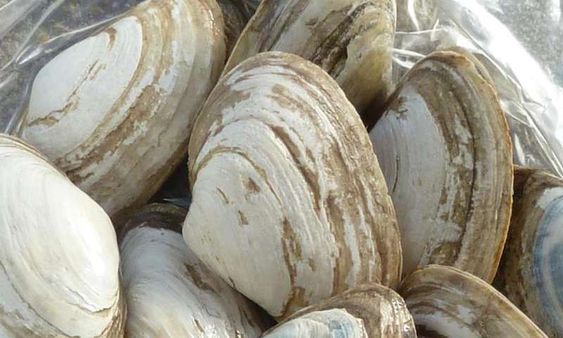 sea clam