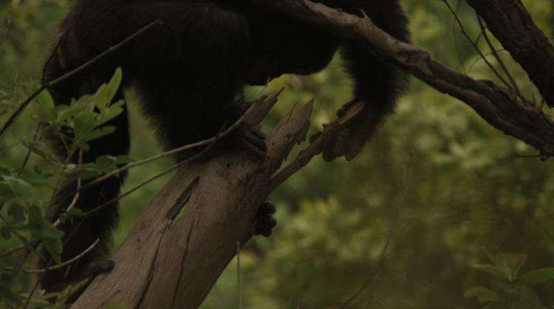 Iowa State anthropologist finds female chimps more likely to use tools when hunting