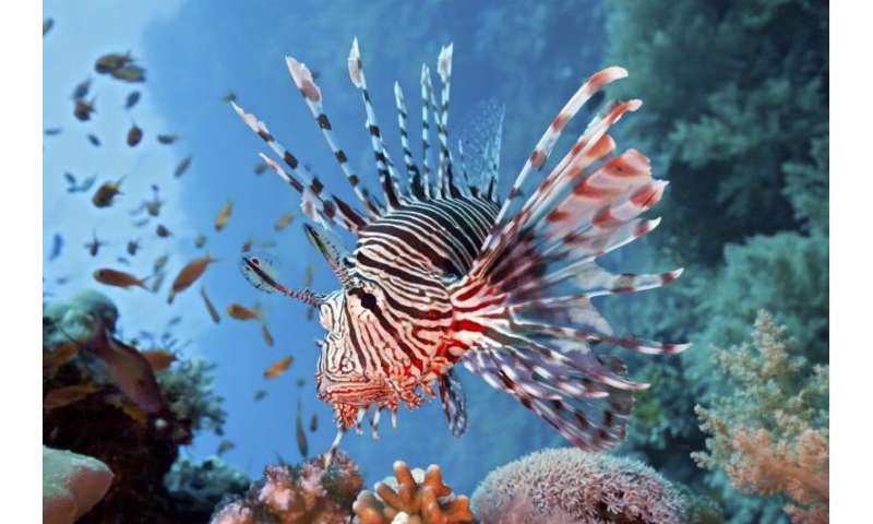 Lionfish Study Explores Idea Of Eating An Ecological Problem - 
