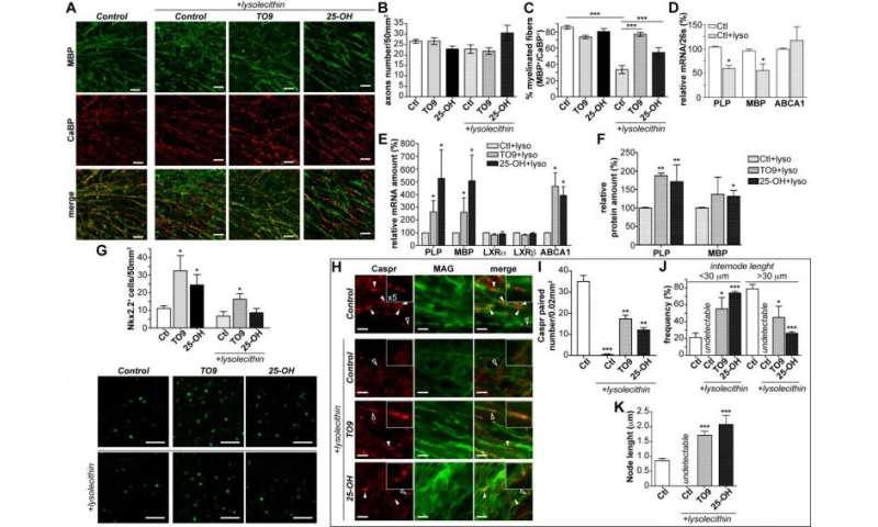 LXR活化加速有机型小脑培养物中的重新髓质