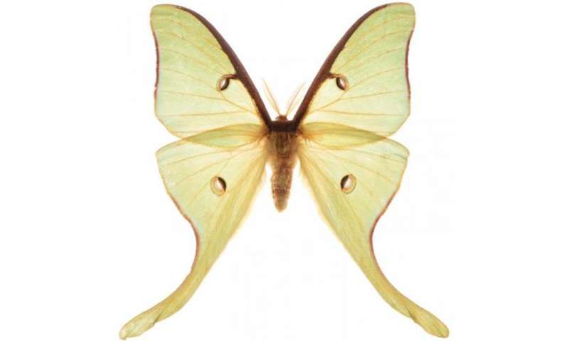 Moths shed light on how to fool enemy sonar