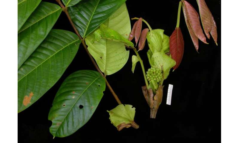 New tropical tree species await discovery
