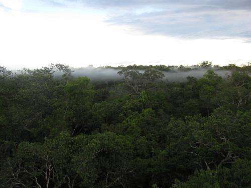 ORNL part of new project to study how tropical forests worldwide respond to climate change