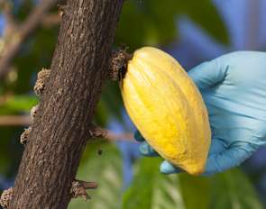 Securing the future of chocolate