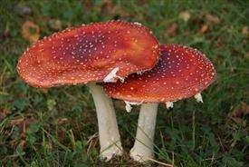 Serious poisoning cases among foreign mushroom pickers