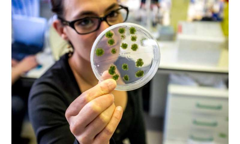Study on the evolution of plant reproduction receives 2.6 million euros