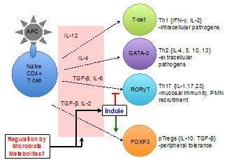 Use of transplanted regulatory T cells could provide relief for inflammatory diseases