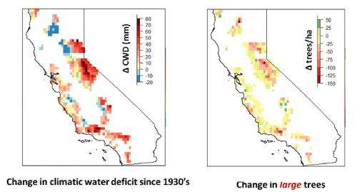 Warmer, drier climate altering California forests