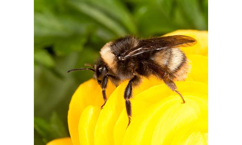 Western Bumble bee