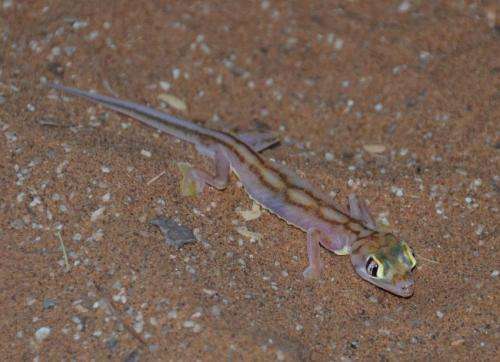 Why some geckos lose their ability to stick to surfaces