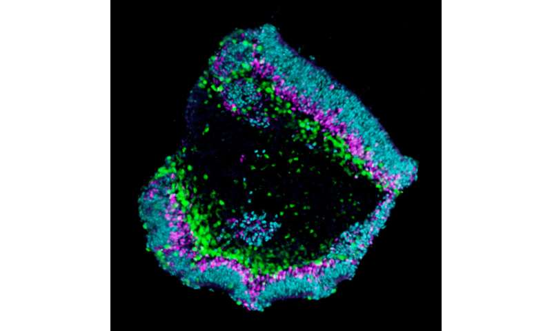 3 d的mini-retinas从老鼠和人类干细胞