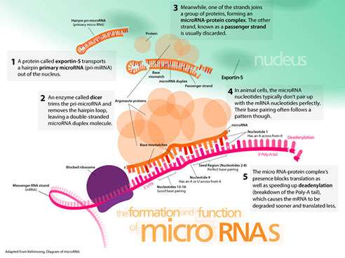 microRNA在重大抑郁症中起作用