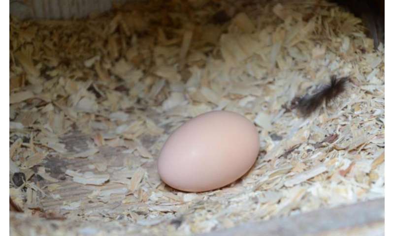 Backyard poultry producers should take precautions against salmonella