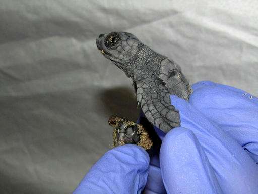 Biologists remove dead conjoined twin from endangered turtle