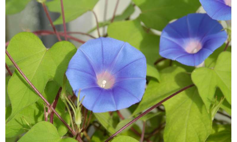 Decoding the genome of the Japanese morning glory