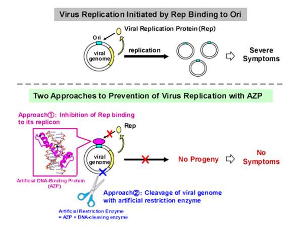 Designer DNA-binding proteins to combat viral infections in agriculture and medicine