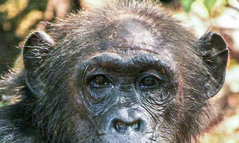 female chimpanzee