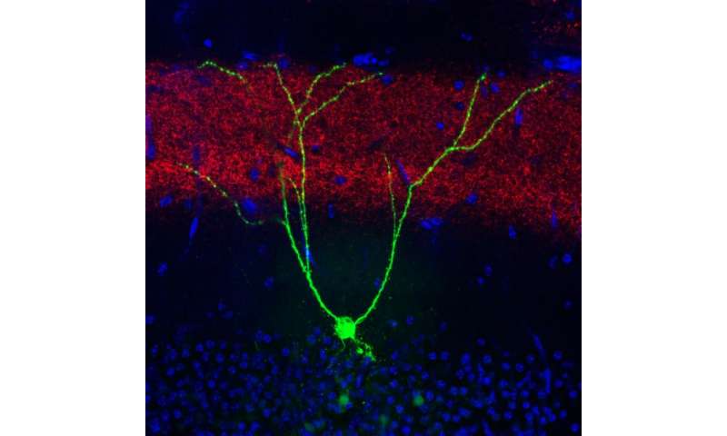Flipping a light switch recovers memories lost to Alzheimer's disease mice
