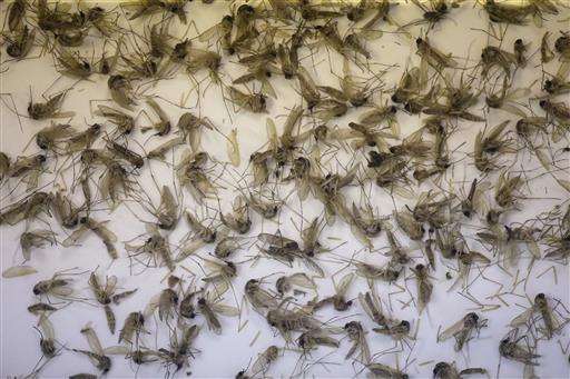 佛罗里达的蚊子正在接受寨卡病毒检测以确诊病例