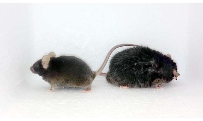 肥胖小鼠的不活动与移动的动力减少有关