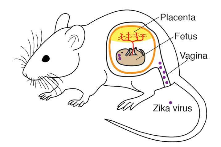 寨卡性传播的新小鼠模型显示扩散到胎儿大脑