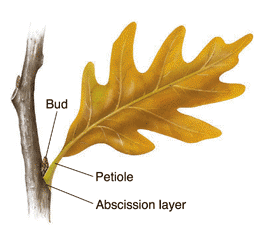 The ecology and economics of autumn leaves