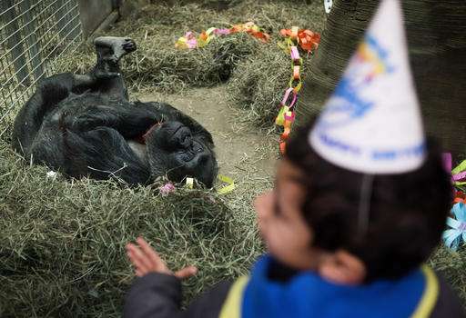 Happy birthday to Colo: Oldest gorilla in US turns 60