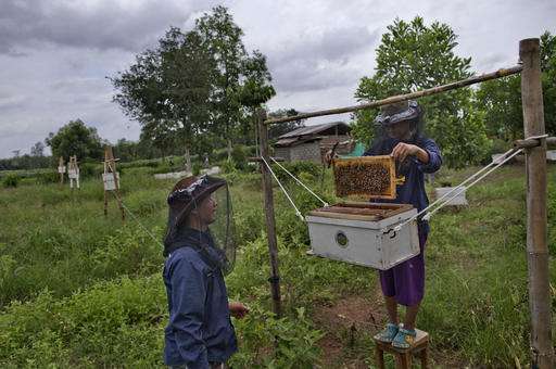 Thai farmers launch (bee) sting operation to stop elephants