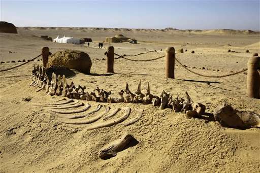 Egypt unveils rare whale fossil museum to boost tourism