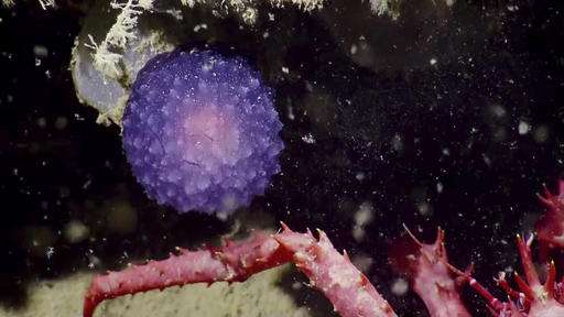 Images from the deep unveil weird and wild sea critters