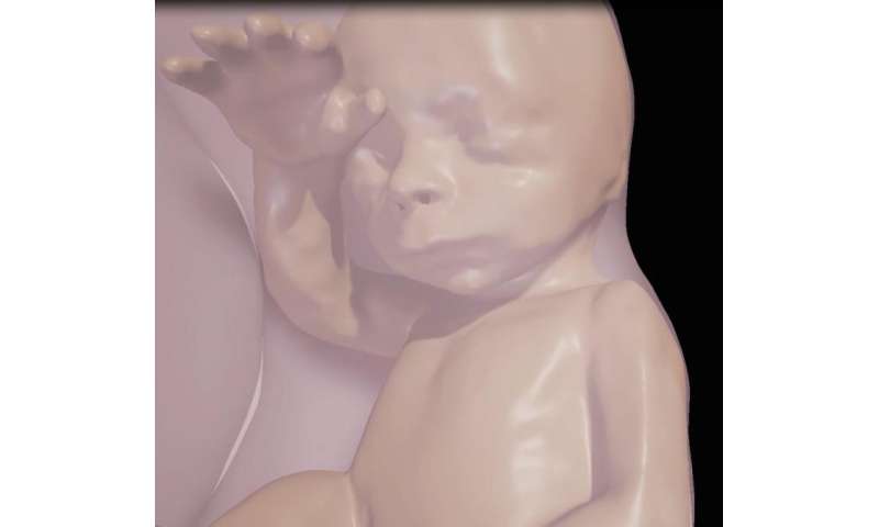 研究人员生成了未出生婴儿的3d虚拟现实模型
