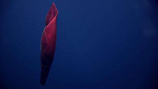 Images from the deep unveil weird and wild sea critters