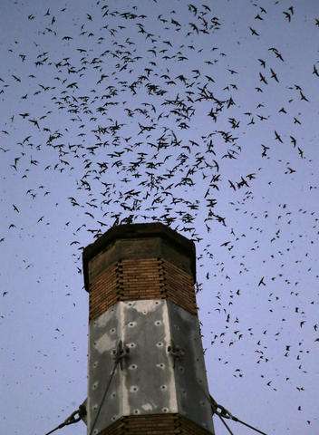 Migratory bird struggles for shelter as chimneys torn down