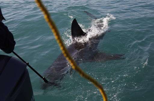 Off South Africa's coast, great white sharks are threatened