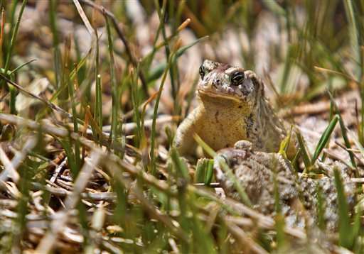 Researchers release hundreds of endangered toads in Wyoming