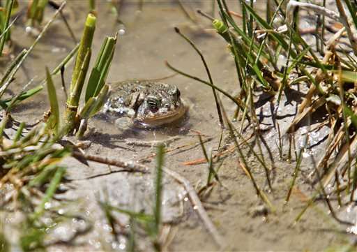 Researchers release hundreds of endangered toads in Wyoming