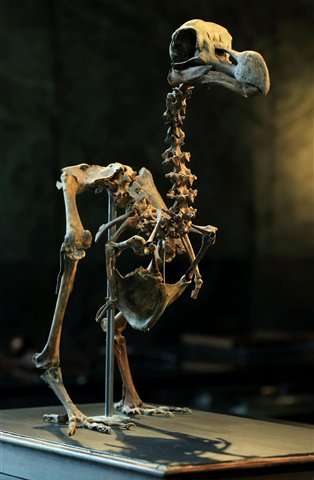 Auction house to sell composite skeleton of a dodo bird