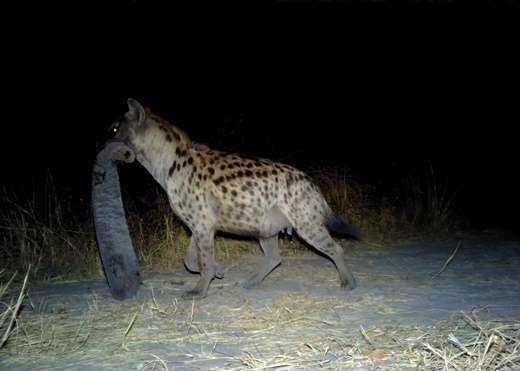 Camera traps reveal extraordinary wildlife