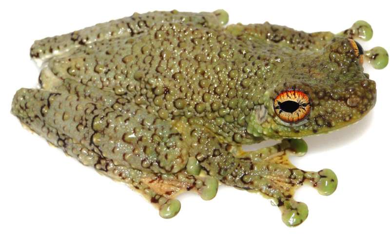 Disentangling the myth of the singing bushmaster viper with the help of tree frogs