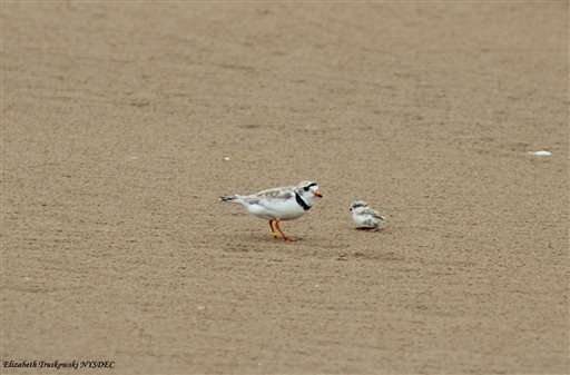 Endangered shorebird nests in NY; first time in over 30 years