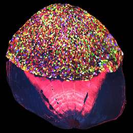 Technicolor zebrafish reveal how skin heals