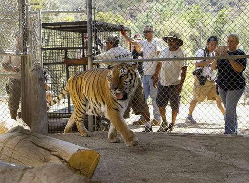 Big cats returned to California sanctuary threatened by fire