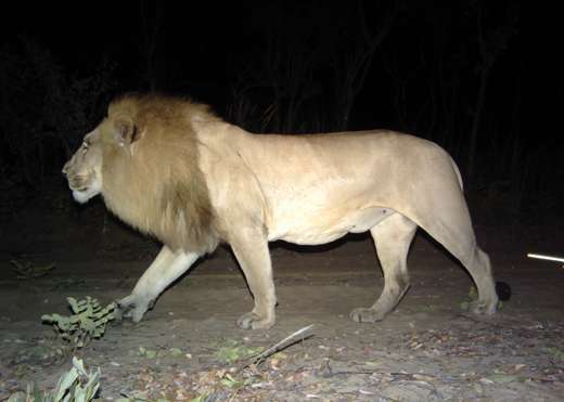 Camera traps reveal extraordinary wildlife