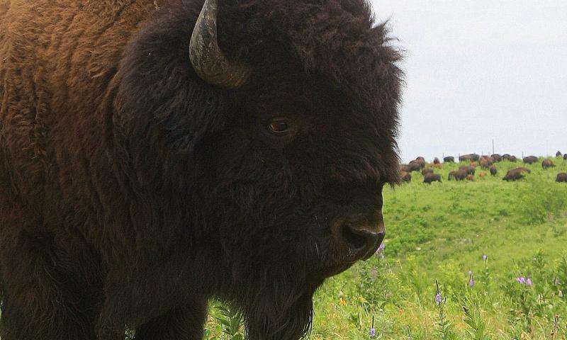 Five facts about bison, the new us national mammal