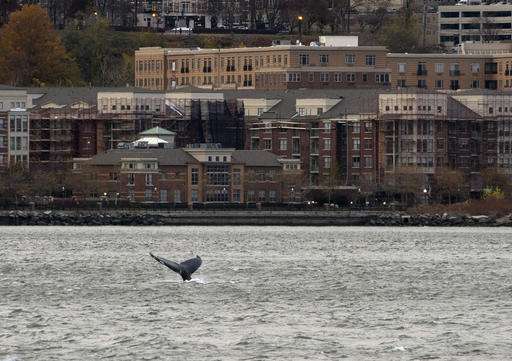 Humpback whale in cleaner Hudson River may be chasing a meal