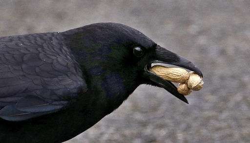 In death, a crow's big brain fires up memory, learning